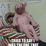 Waldo Wombat | DON BOURKE WAS A STRESSFUL TIME LOST ALL MY FUR; TRIED TO SAY I WAS THE ONE THAT EATS ROOTS & LEAVES | image tagged in waldo wombat | made w/ Imgflip meme maker