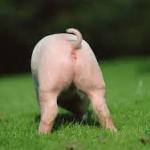 Pigs Arse