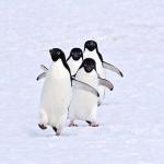 Penguins Running Away