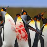 Penguin Bloodshed