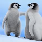 Baby Penguin Telling Off Another Baby Penguin