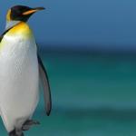 Penguin Clear Blue Water