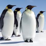 Group of Penguins meme