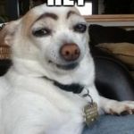 Eyebrow dog | HEY; COME HERE OFTEN? | image tagged in eyebrow dog | made w/ Imgflip meme maker