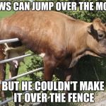 Cow | COWS CAN JUMP OVER THE MOON; BUT HE COULDN'T MAKE IT OVER THE FENCE | image tagged in cow | made w/ Imgflip meme maker