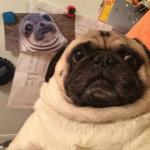 funny pug