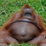 Fat apes