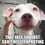 Overly Happy Pitbull | THAT FACE YOU JUST CAN'T RESIST UPVOTING | image tagged in overly happy pitbull | made w/ Imgflip meme maker