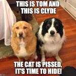 Doggos in Deep Doo Doo | THIS IS TOM AND THIS IS CLYDE; THE CAT IS PISSED, IT'S TIME TO HIDE! | image tagged in besties | made w/ Imgflip meme maker