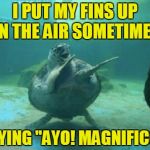 Happy turtle | I PUT MY FINS UP IN THE AIR SOMETIMES; SAYING "AYO! MAGNIFICO!" | image tagged in happy turtle | made w/ Imgflip meme maker