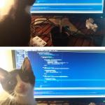 cat programmer meme