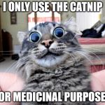 Got My Weed Card | I ONLY USE THE CATNIP; FOR MEDICINAL PURPOSES | image tagged in catnipped,weed card,catnip cat,first world stoner problems,the happiest cat in the world,hipster kitty | made w/ Imgflip meme maker