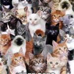 Cats 4 catnip | OMG YESS; FREE CATS FOR CATNIP | image tagged in did someone say catnip | made w/ Imgflip meme maker