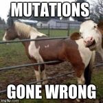 WTF Cow | MUTATIONS; GONE WRONG | image tagged in wtf cow | made w/ Imgflip meme maker
