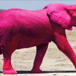 Pink Elephant meme