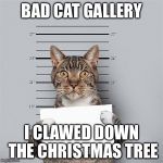 cat mug shot | BAD CAT GALLERY; I CLAWED DOWN THE CHRISTMAS TREE | image tagged in cat mug shot | made w/ Imgflip meme maker