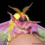 Rainbow moth