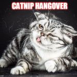 too much catnip | CATNIP HANGOVER | image tagged in catnip,cats | made w/ Imgflip meme maker