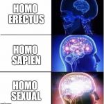 Human Evolution | HOMO ERECTUS; HOMO SAPIEN; HOMO SEXUAL | image tagged in expanding brain,memes,evolution,gay,homo | made w/ Imgflip meme maker