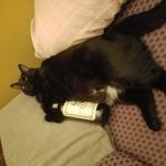alcohol cat