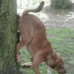 Dog wiping ass on tree