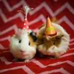 guinea pig birthday meme
