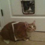 Fat Cat | WHAT!? I’M NOT
FAT! I JUST FIT THRU THE CAT DOOR! | image tagged in fat cat | made w/ Imgflip meme maker