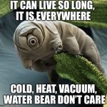 tardigrade | IT CAN LIVE SO LONG, IT IS EVERYWHERE; COLD, HEAT, VACUUM, WATER BEAR DON’T CARE | image tagged in tardigrade | made w/ Imgflip meme maker
