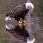 Eagle's Reflection | REFLECTION; IS COOL | image tagged in eagle's reflection | made w/ Imgflip meme maker