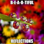 Flowers reflected in Water Droplets | B-E-A-U-TIFUL; REFLECTIONS | image tagged in flowers reflected in water droplets | made w/ Imgflip meme maker