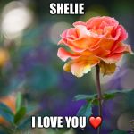 Roses | SHELIE; I LOVE YOU ❤️ | image tagged in roses | made w/ Imgflip meme maker