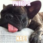 Tired Dog | I NEED A; NAP! | image tagged in tired dog | made w/ Imgflip meme maker