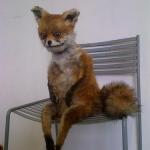 sitting fox