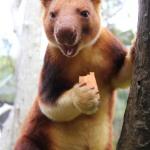 Tree kangaroo