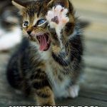 Cat meme | HA! LIKE WE WANT A DOG! | image tagged in cat meme | made w/ Imgflip meme maker