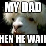 bad hair day llama | MY DAD; WHEN HE WAIKS | image tagged in bad hair day llama | made w/ Imgflip meme maker
