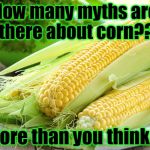 Corn With Husk | How many myths are there about corn?? More than you think.... | image tagged in corn with husk | made w/ Imgflip meme maker