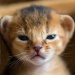 judgey lion cub