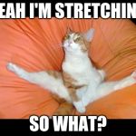 Cat Flexibility | YEAH I'M STRETCHING; SO WHAT? | image tagged in cat flexibility | made w/ Imgflip meme maker