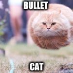 Bullet cat | BULLET; CAT | image tagged in bullet cat | made w/ Imgflip meme maker