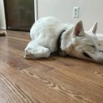 Husky dreams of destruction