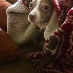 Sad Cold Chihuahua
