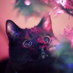 Christmas cat meme