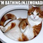 help | I'M BATHING IN LEMONADE | image tagged in funny cat,memes,funny | made w/ Imgflip meme maker