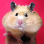 Chubby Hamster