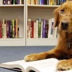 Library Dog