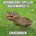Crocoduck | KCUDOCORC SPELLED BACKWARDS IS; CROCODUCK | image tagged in crocoduck | made w/ Imgflip meme maker