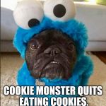 Cookie Monster | NEWS FLASH; COOKIE MONSTER QUITS EATING COOKIES.  EATS DOGS INSTEAD. | image tagged in cookie monster | made w/ Imgflip meme maker