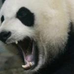 angry panda meme