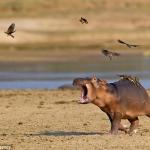 Baby hippo